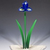 Dutch Iris Flowers