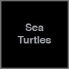 Hanging Glass Sea Turtles