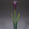 Purple Calla Lilly Flowers