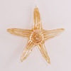 Orange Optical Glass Star Fish