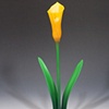 Gold Calla Lilly Flower