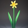 Yellow Daffodil Flowers