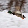 FLYING MALARD