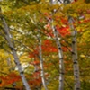COLORED BIRCH TREES