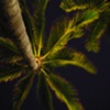 NIGHT TIME PALM
