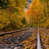FALL TRACKS - White Mnts, NH