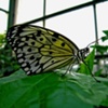 MONARCH BUTTERFLY