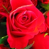 Red roses