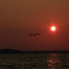 SUNSET SEAGULL