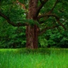 OLD TREE AFTER THE RAIN