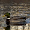 DUCKS ON THE CHARLES RIVER - Newton, MA