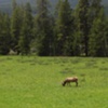 ROCKY MOUNTIAN ELK - Rocky Mnt National Park, CO