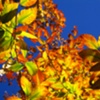 Fall leaves