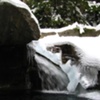 THE BASIN - Franconia, NH