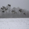 Canadian geese in flight