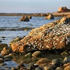 New England Beach - Falmouth, MA