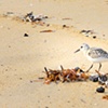 Cape Cod National Sea Shore #5