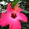Pink flower