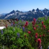 WILD FLOWERS ON MT. RAINIER - WA