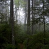FOGGY TRAIL - White mnts, NH