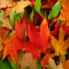 FALLIN LEAVES