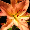 Lilly