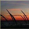 SUNSET CATTAILS