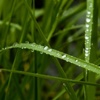 Grass with water drops