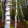 FALL BIRCH TREES