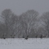 Canadian geese in winter