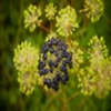 BERRY BUSH