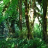 RAIN FOREST - Olympic National Park, WA