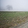 Corn field in fog