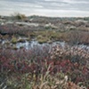 Lobsterville marsh