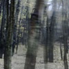 ghost trees