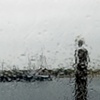 gull  in the rain