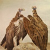 Lappetfaced Vultures