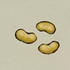 Magic Beans