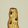 Whispering Rock