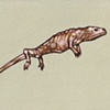 Dried Reptile
