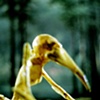 Bird Man