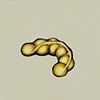 Egg Sacs