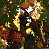 Del Datto Winery