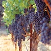Napa Valley