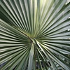 Fern