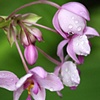 Everything Purple
