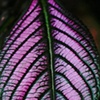 Everything Purple