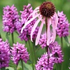 Everything Purple