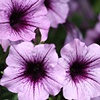 Purple Annuals