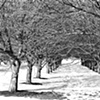 Chicago Winter